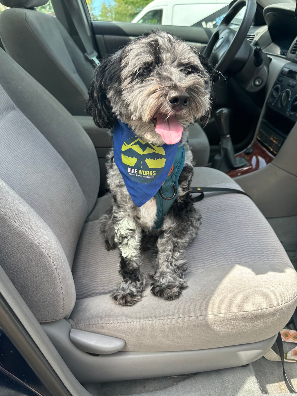 Team Pet Bandana